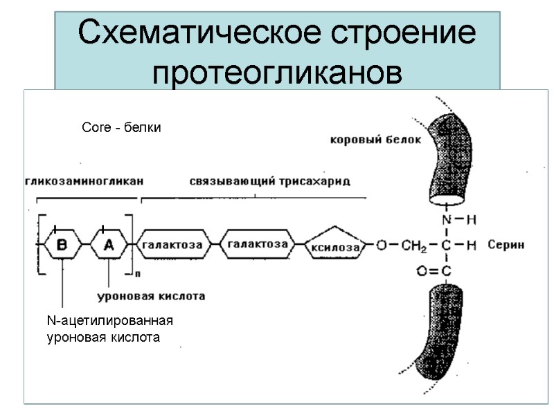 Схематическое строение протеогликанов Сore - белки NNN N-ацетилированная  уроновая кислота